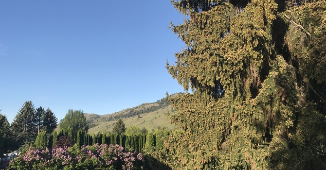 Chronic Pain Vs Acute Pain